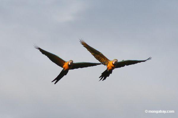 пара сине-желтых macaws (Ара ararauna) пролетел