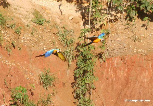 青と黄色のペアmacaws （アラararauna ）飛行