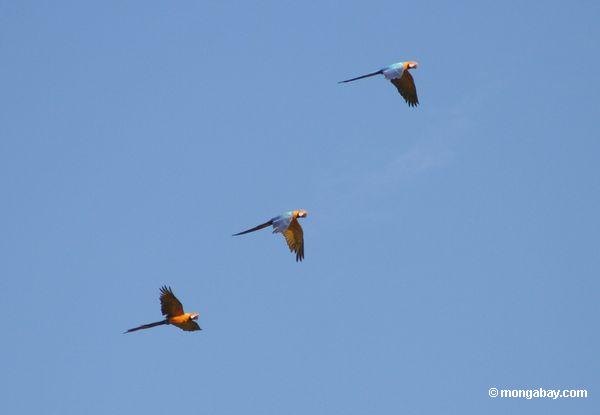 Drei Blau-und-gelbe macaws (Ara ararauna) fliegendes