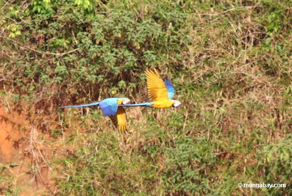 Paar des Blau-und-gelben macaws (Ara ararauna) Fliegens