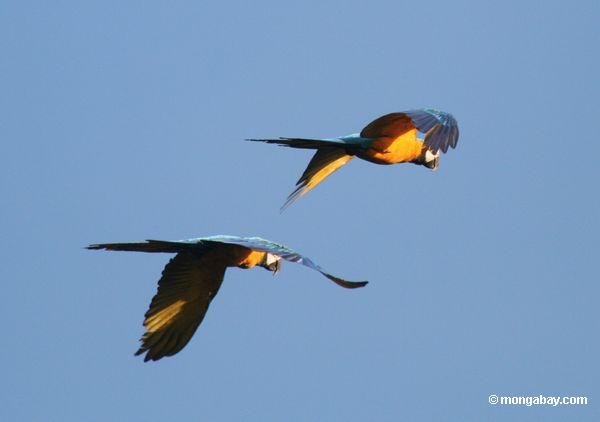 Paar Blau-und-gelbe macaws (Ara ararauna) fliegendes