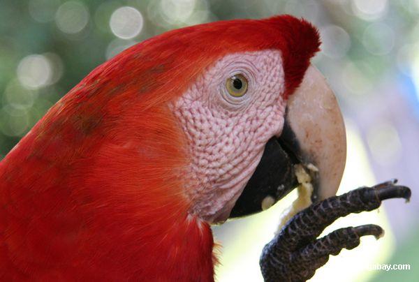 Scarlet macaw (Ara Macao) headshot