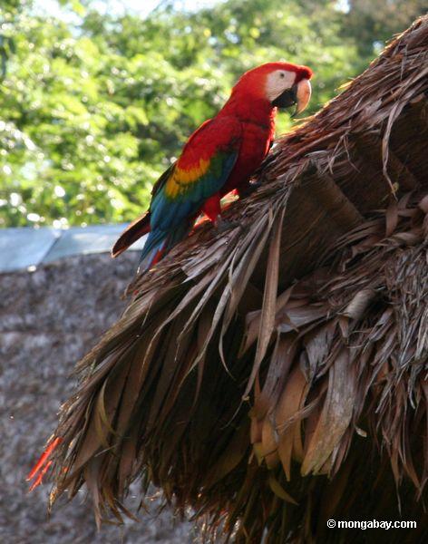 Wildes Scarlet macaw (Ara Macao)
