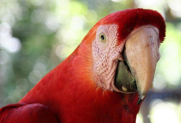 Headshot do macaw do Scarlet (Ara macao)