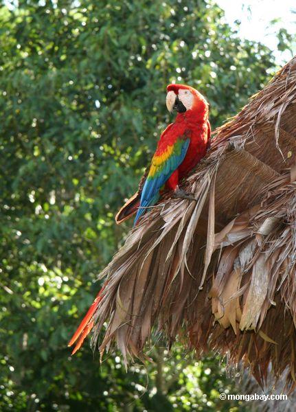 Macaw selvagem do Scarlet (Ara macao)