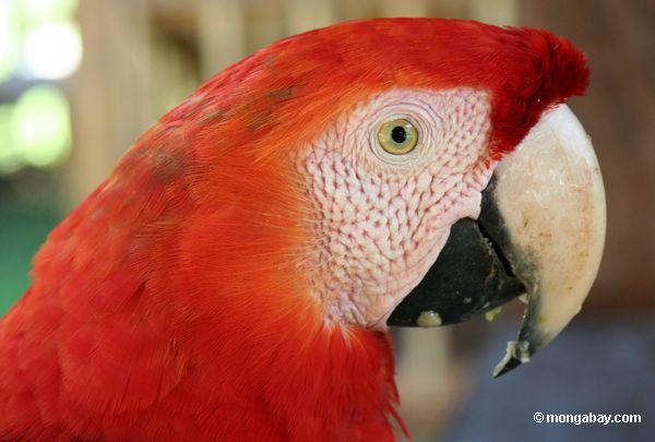 Scarlet macaw (Ara Macao) headshot