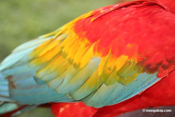 Federn von Scarlet macaw (Ara Macao)