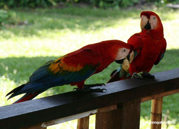 Scarlet macaws (Ara Macao) im Tambopata Forschungszentrum