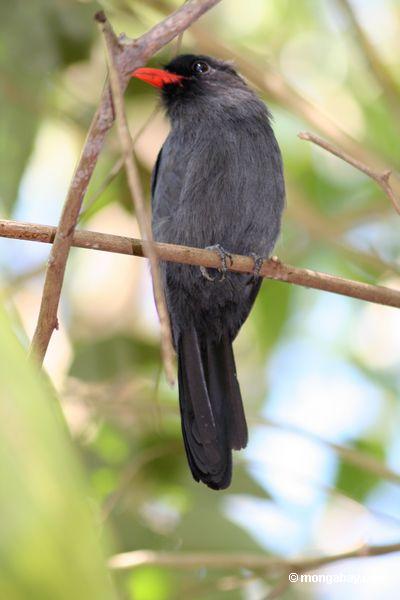 Schwarz-konfrontiertes Nunbird (Monasa nigrifrons)