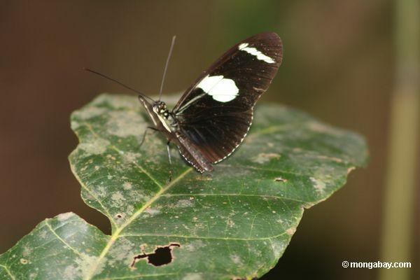 サラheliconius蝶