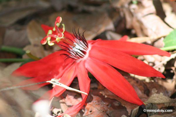 Rote Blume von einer Rebe