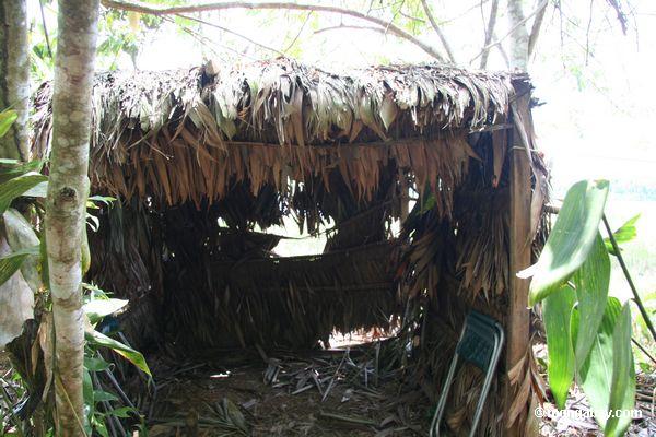 Vorhang für das Beobachten von macaws am Lehm lecken