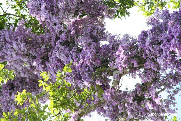 Reben mit der purpurroten Blüte, die im überdachungbaum wächst