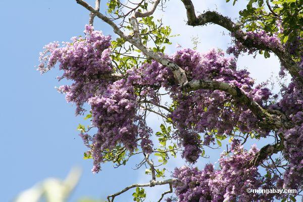 Reben mit den purpurroten Blumen, die im überdachungbaum Peru