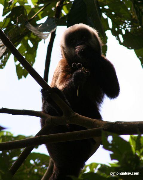Brauner capuchin Affe (Cebus apella) Frucht essend