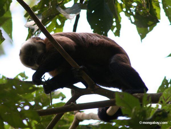 Brauner capuchin Affe (Cebus apella) Frucht essend