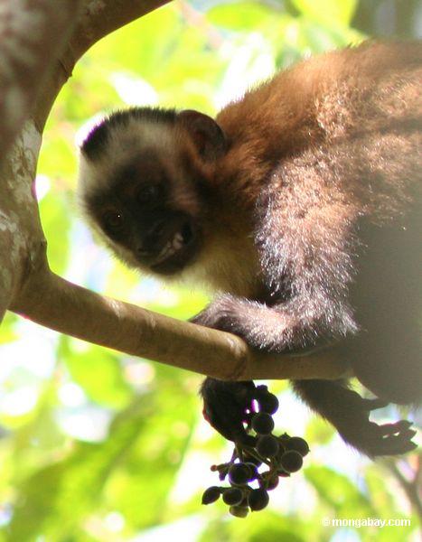 Brauner capuchin Affe (Cebus apella) verwirrend beim Essen der Frucht