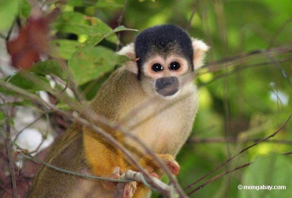 Macaco do esquilo (sciureus de Saimiri)