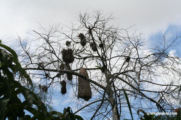 Riesiges Termitenest im Baum.   