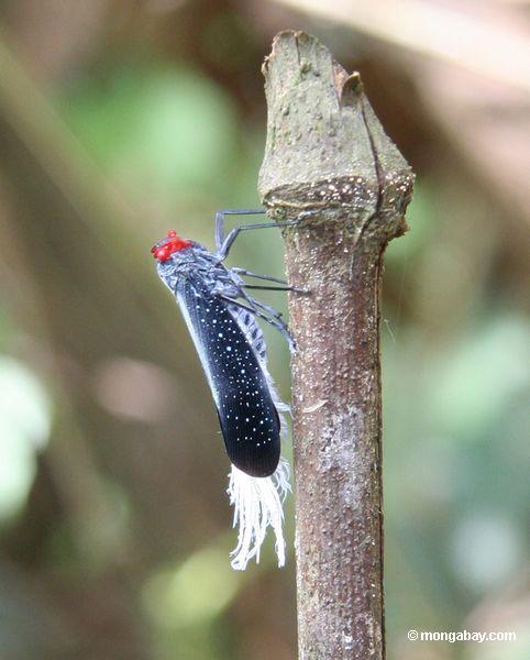 赤い目、ターコイズ色のマーキングと昆虫、と白の羽根のように尾の近く付属