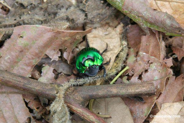 Irisierender grüner Käfer