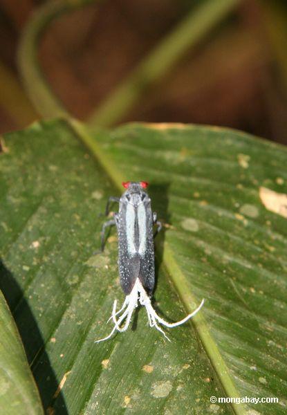 Insekt mit roten Augen, Türkismarkierungen und Weiß Feder-wie Anhängen nahe seinem Endstück