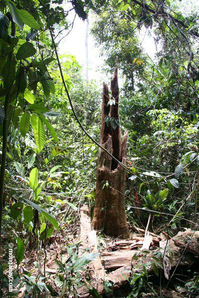 Baumstumpf in rainforest