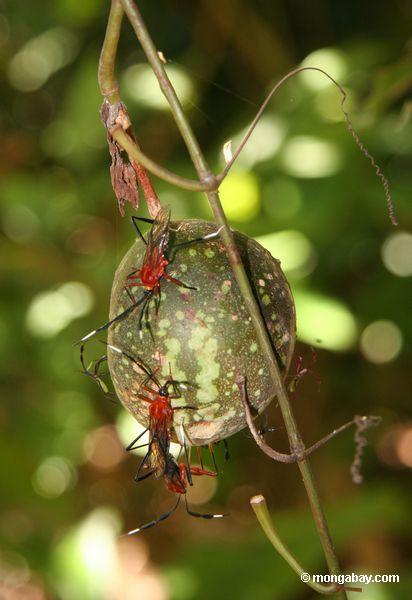 Rote und schwarze Insekte auf einer grünen Frucht