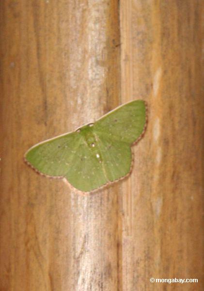 Unbekannter Schmetterling, kalken grüne Flügel mit Beige, um Rand Peru
