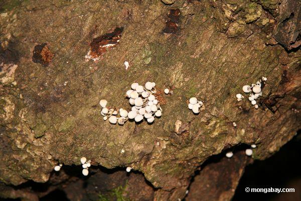 Cogumelos brancos