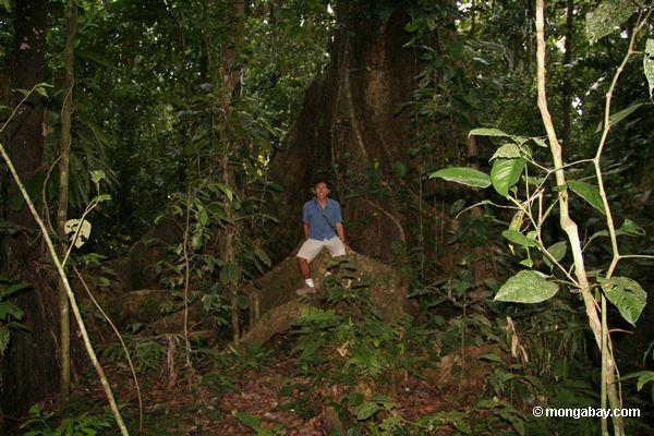 Oscar Mishaja, a guia a mais rainforest na região de Tambopata