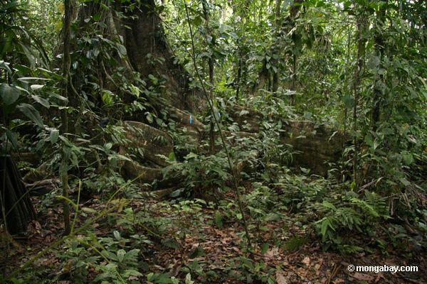Strebepfeilerwurzeln des rainforest Baums