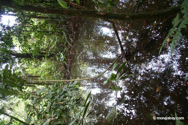 Biotope do swamp de Rainforest