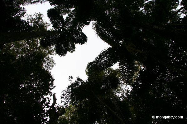 Ansicht von Waldfußboden zu Palmen in der überdachung