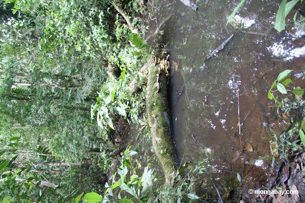 Biotope da lagoa de Rainforest