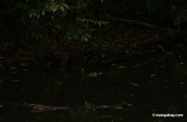 Zwergartiger Caiman (Palpebrosus trigonatus) im rainforest Teich