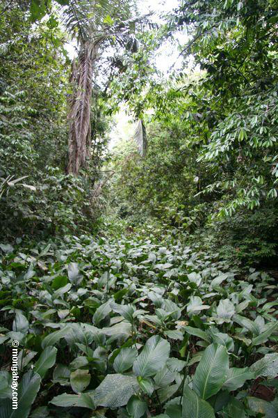 Vegetated schwer streambed im rainforest