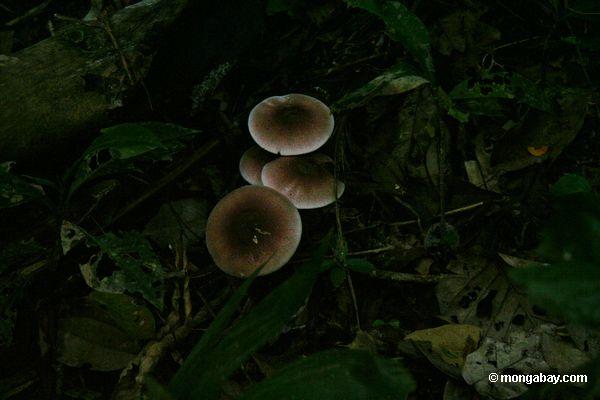O assoalho o mais rainforest do mushroomson marrom e branco