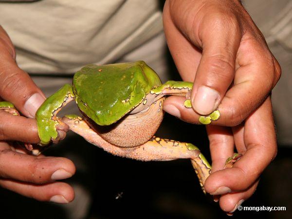 Affefrosch (Phyllomedusa zweifarbig), der vom Forscher angefaßt wird