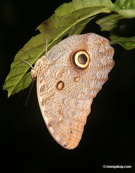 Eule Schmetterling (Caligo idomeneus)