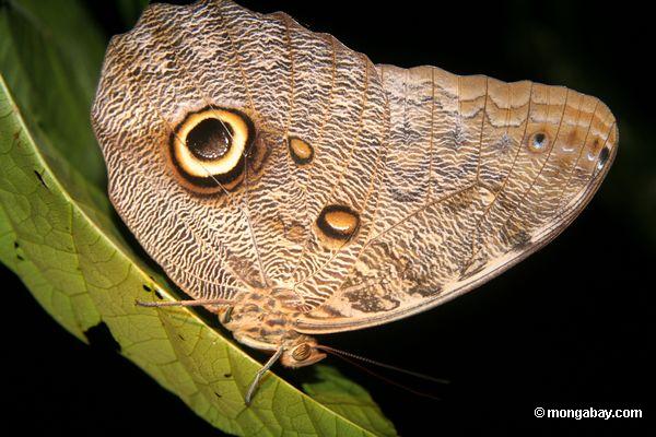 сова бабочка (caligo idomeneus)