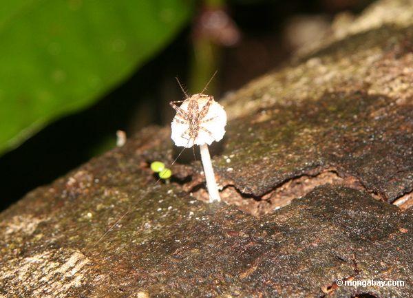 Katydid, das einen Pilz Peru