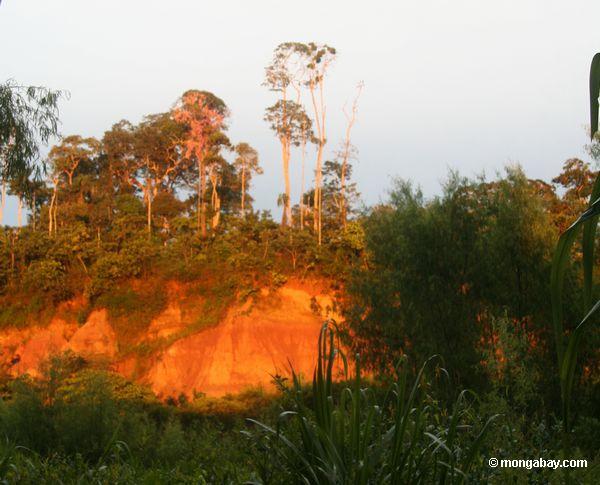 Der Sonnenaufgang, der den macaw Lehm belichtet, lecken im Tambopata Forschungszentrum