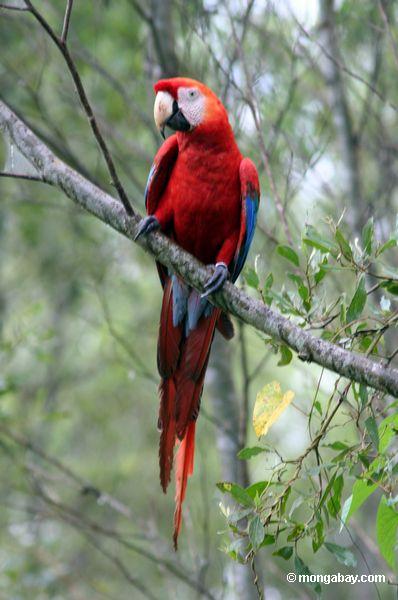 Scarlet macaw (Ara Macao)