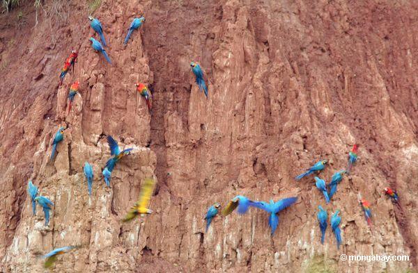 Blau-und-gelbe macaws, Scarlet macaws und Papageien auf Lehm lecken