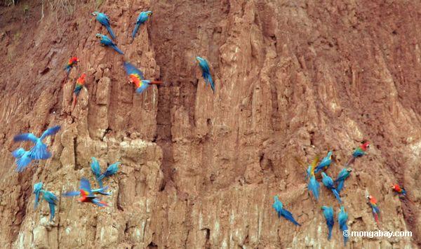 os macaws Azul-e-amarelos, os macaws do Scarlet, e os papagaios na argila lick