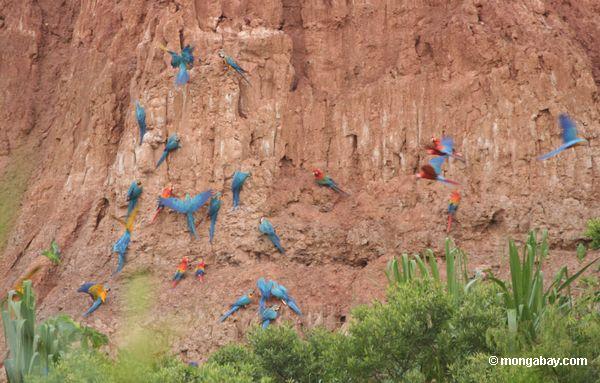 os macaws Azul-e-amarelos, os macaws do Scarlet, e os papagaios na argila lick