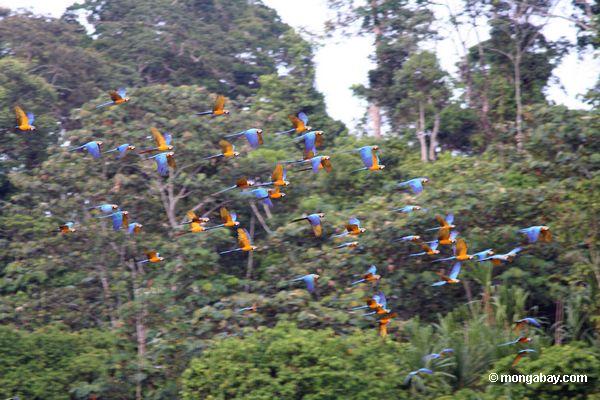 die Blau-und-gelben macaws, die in Richtung zum Lehm fliegen, lecken