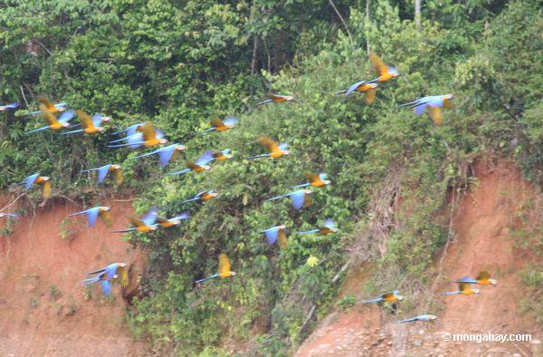 os macaws Azul-e-amarelos (ararauna de Ara) que voam para a argila lick