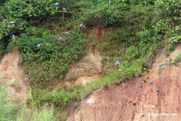 die Blau-und-gelben macaws (Ara ararauna) fliegend in Richtung zum Lehm lecken